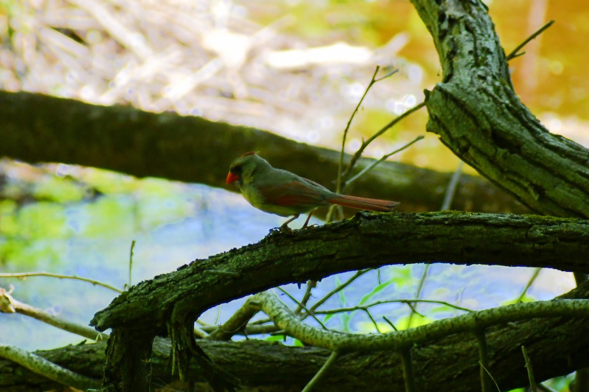 Northern Cardinal - ML339893251