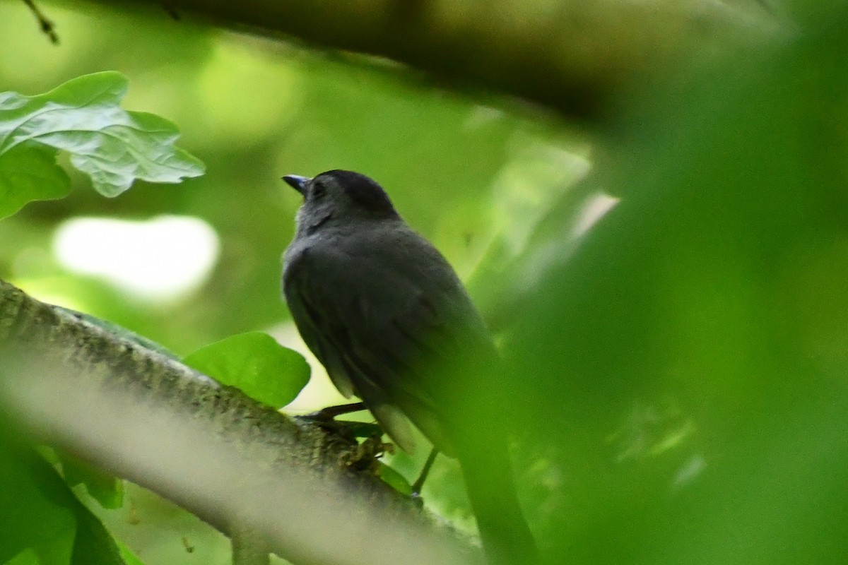 Gray Catbird - ML339893511