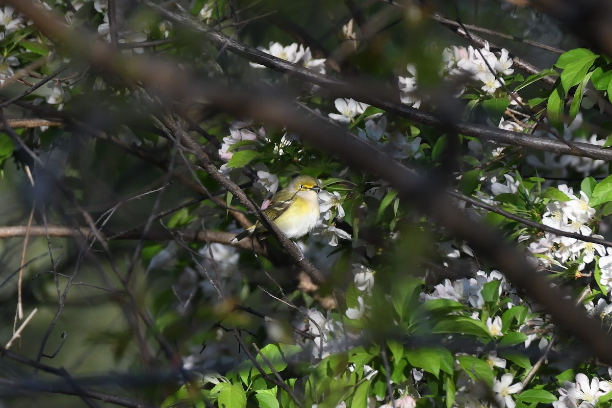 White-eyed Vireo - ML339894751