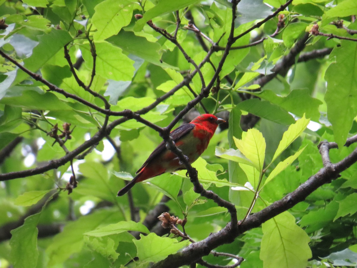 Scarlet Tanager - ML339897031