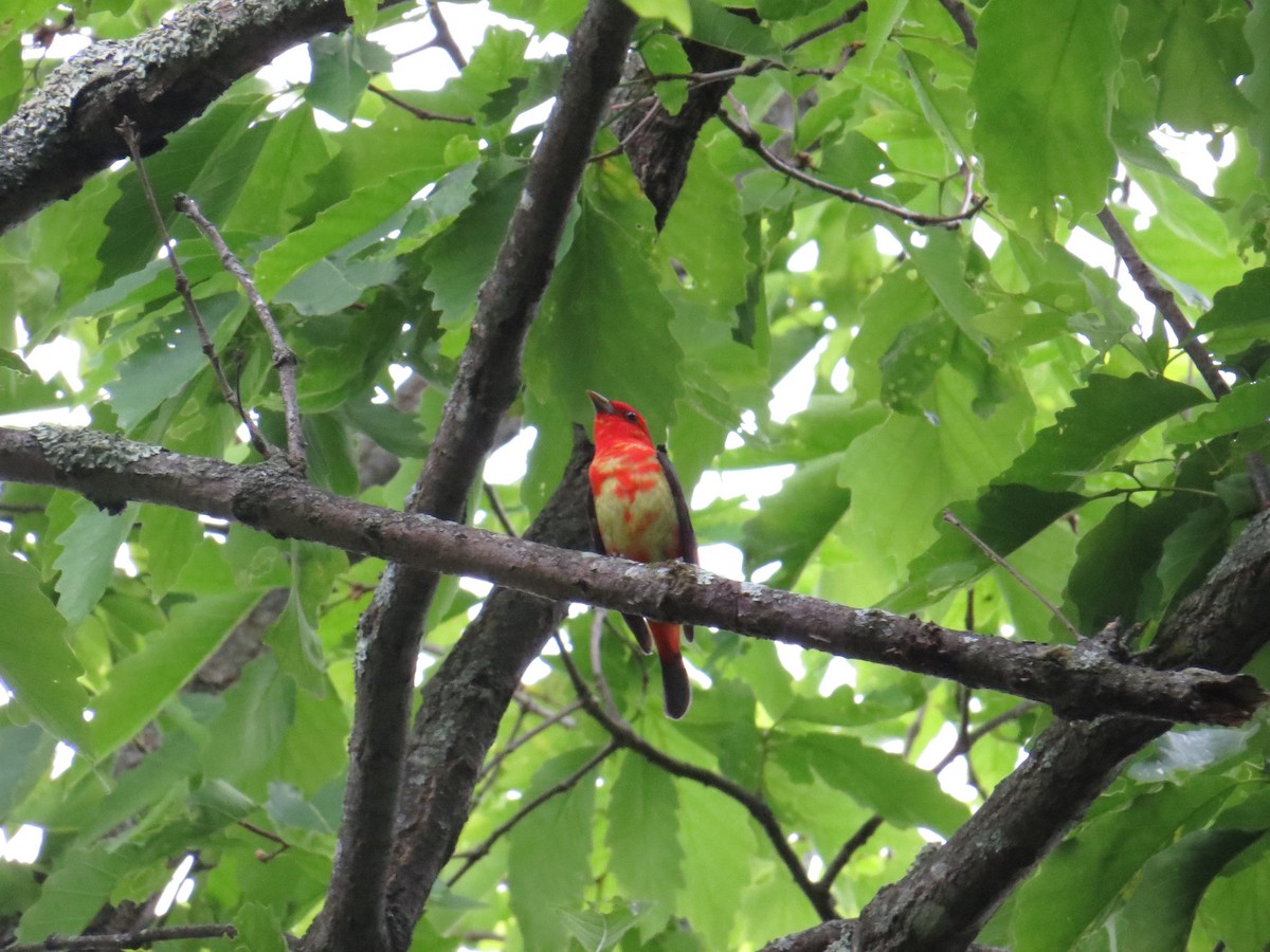 Scarlet Tanager - ML339897161