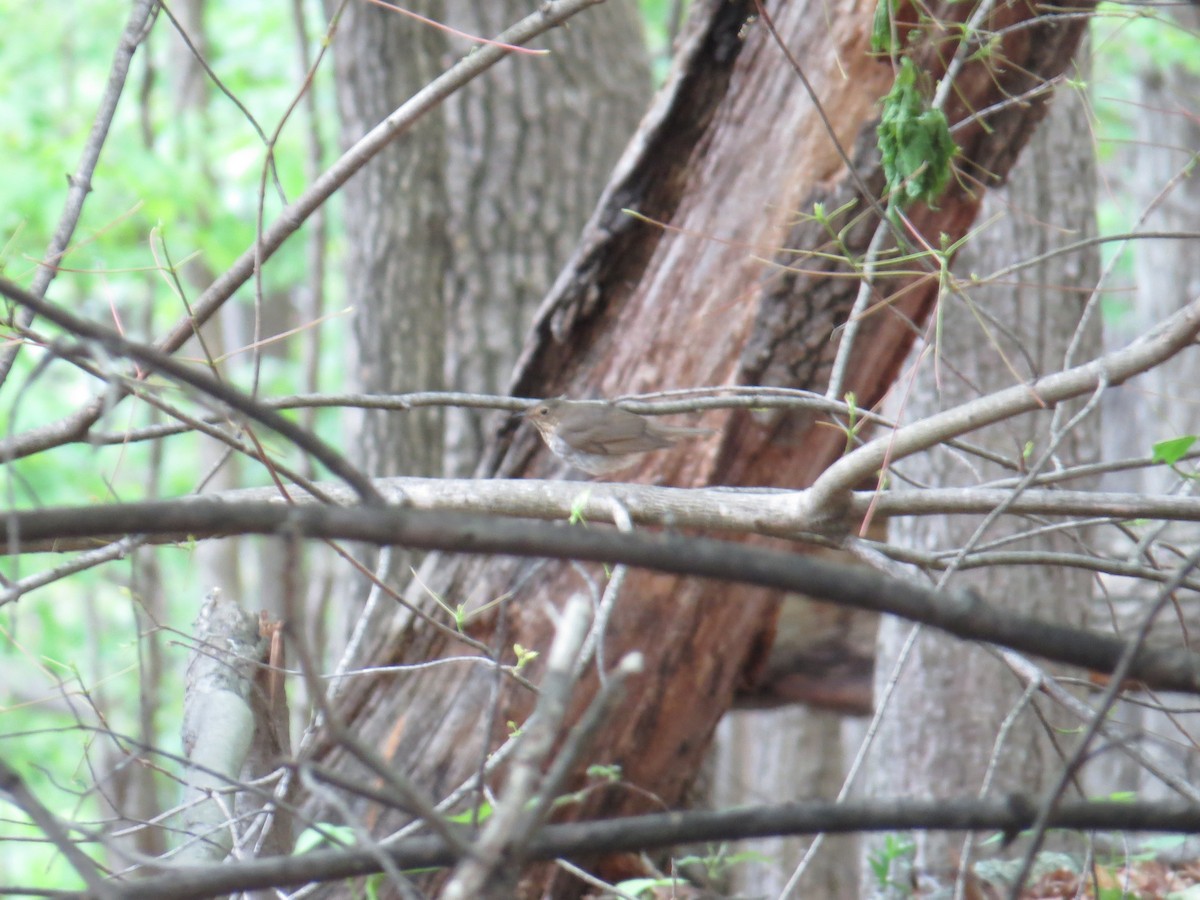 Swainson's Thrush - ML339897201
