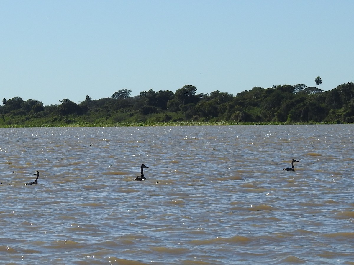 Great Grebe - Patricio Ramírez Llorens