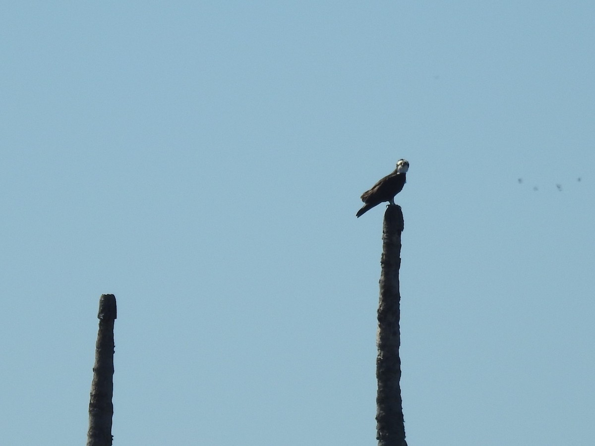 Águila Pescadora - ML339898581