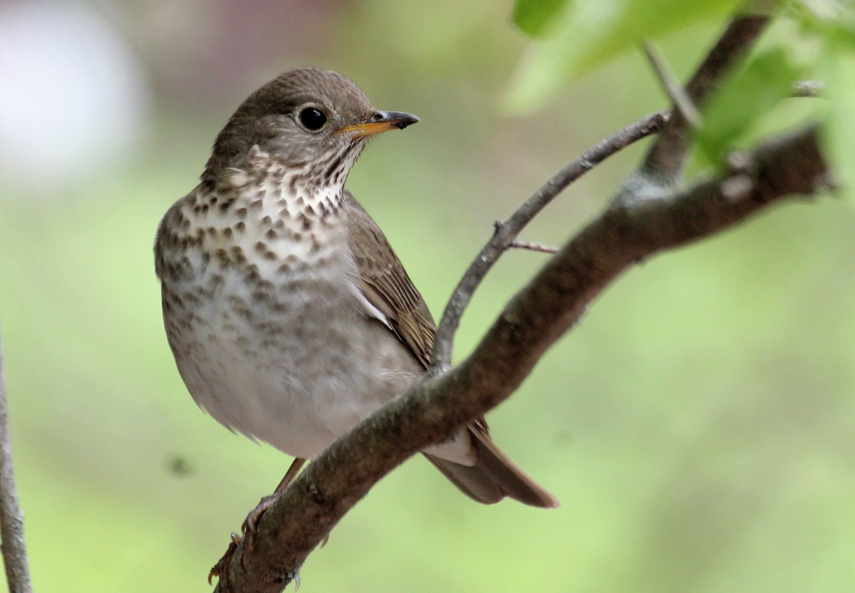 Gray-cheeked Thrush - ML339901351