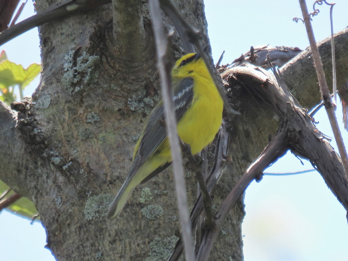 Blue-winged Warbler - Edward Kittredge