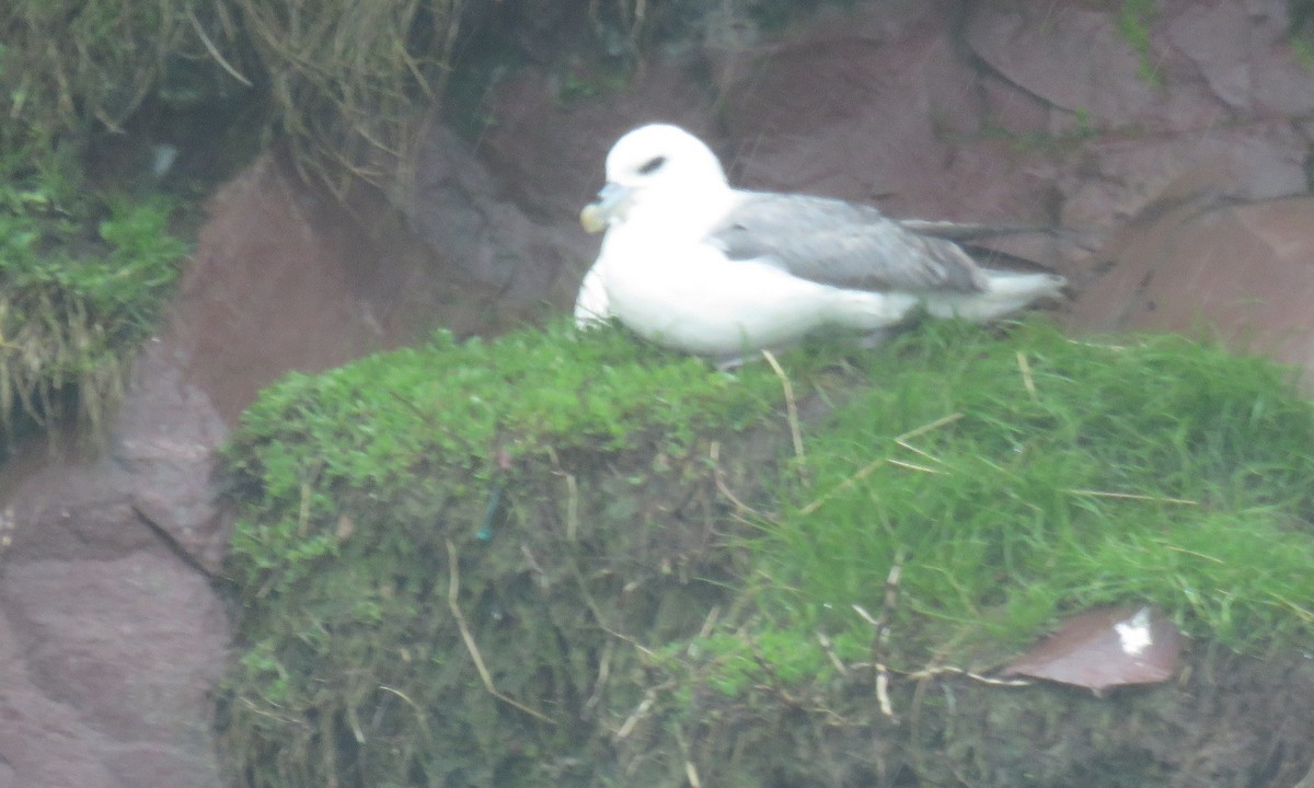 Northern Fulmar - Ben Bright