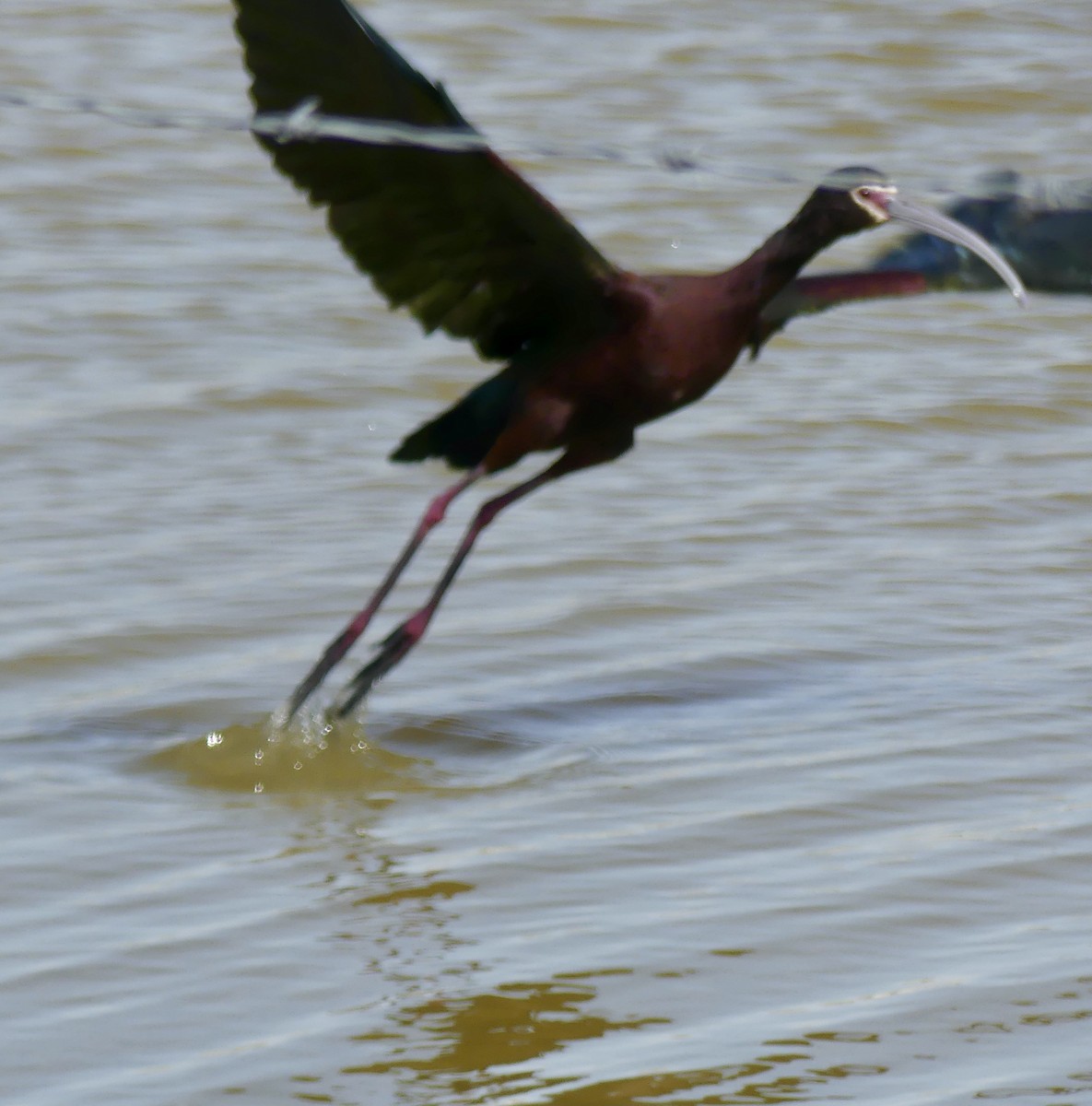 ibis americký - ML339906201