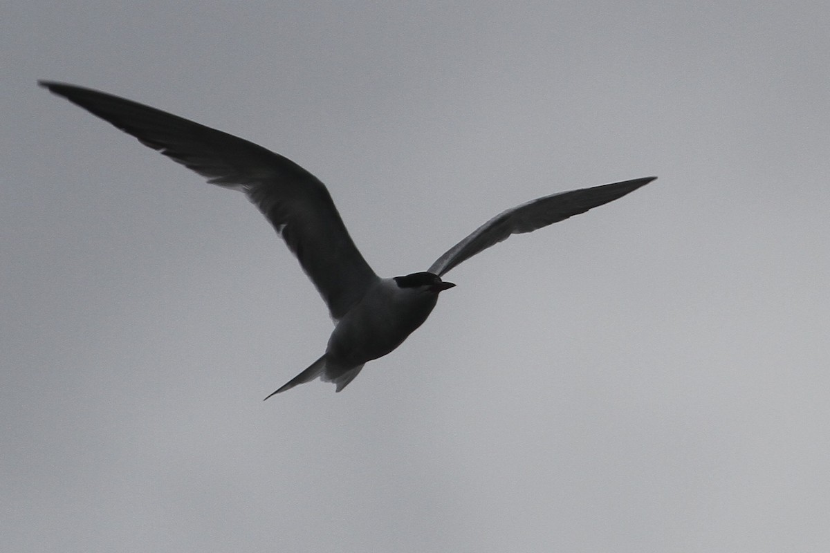 Common Tern - ML33990801