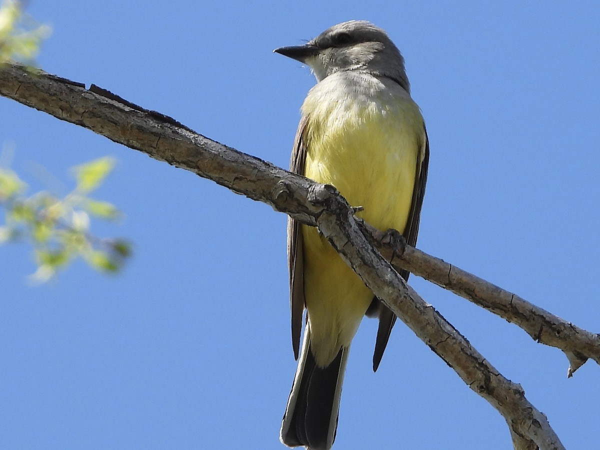 Western Kingbird - ML339908871