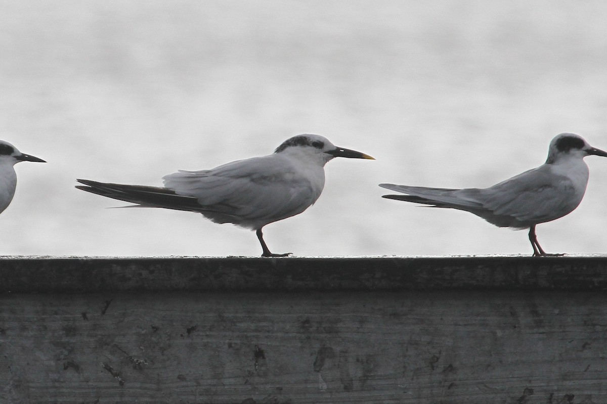 Sandwich Tern - Ryan Terrill