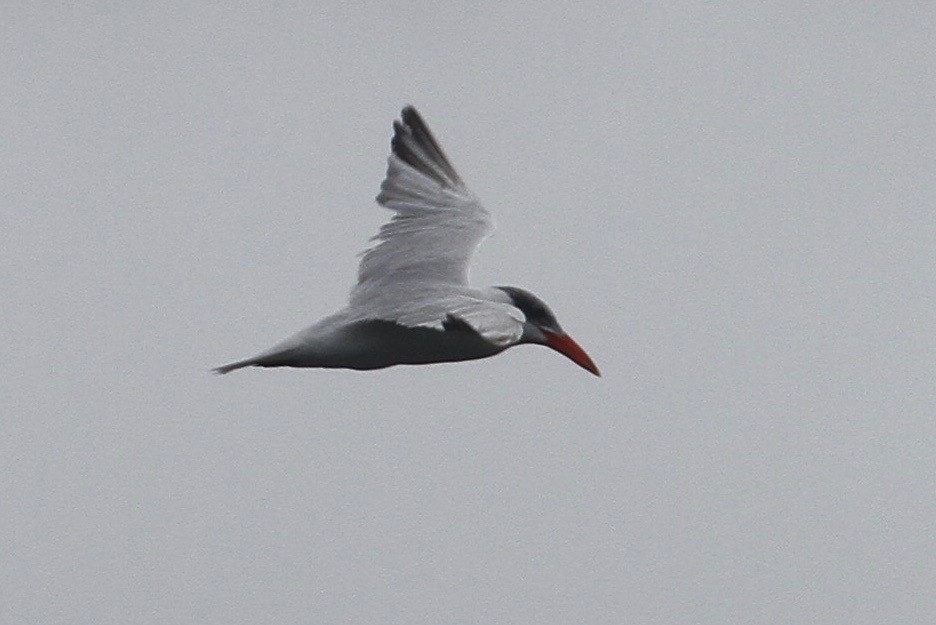 Caspian Tern - ML33991061