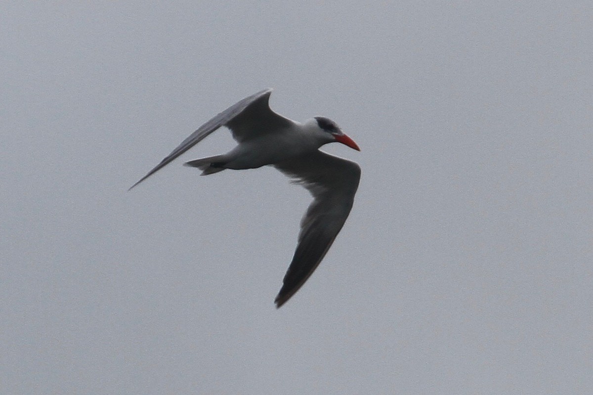 Caspian Tern - ML33991111