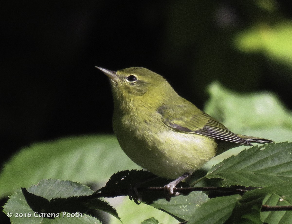 Tennessee Warbler - Carena Pooth