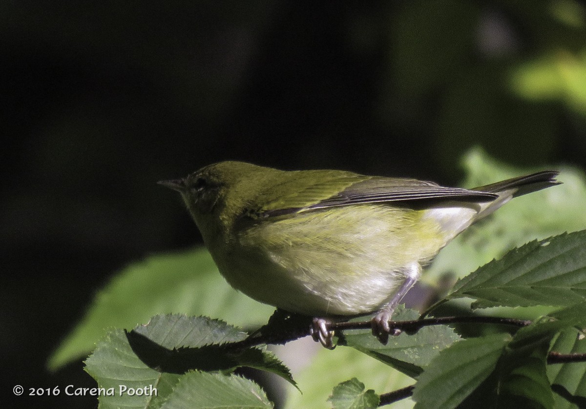 Tennessee Warbler - Carena Pooth