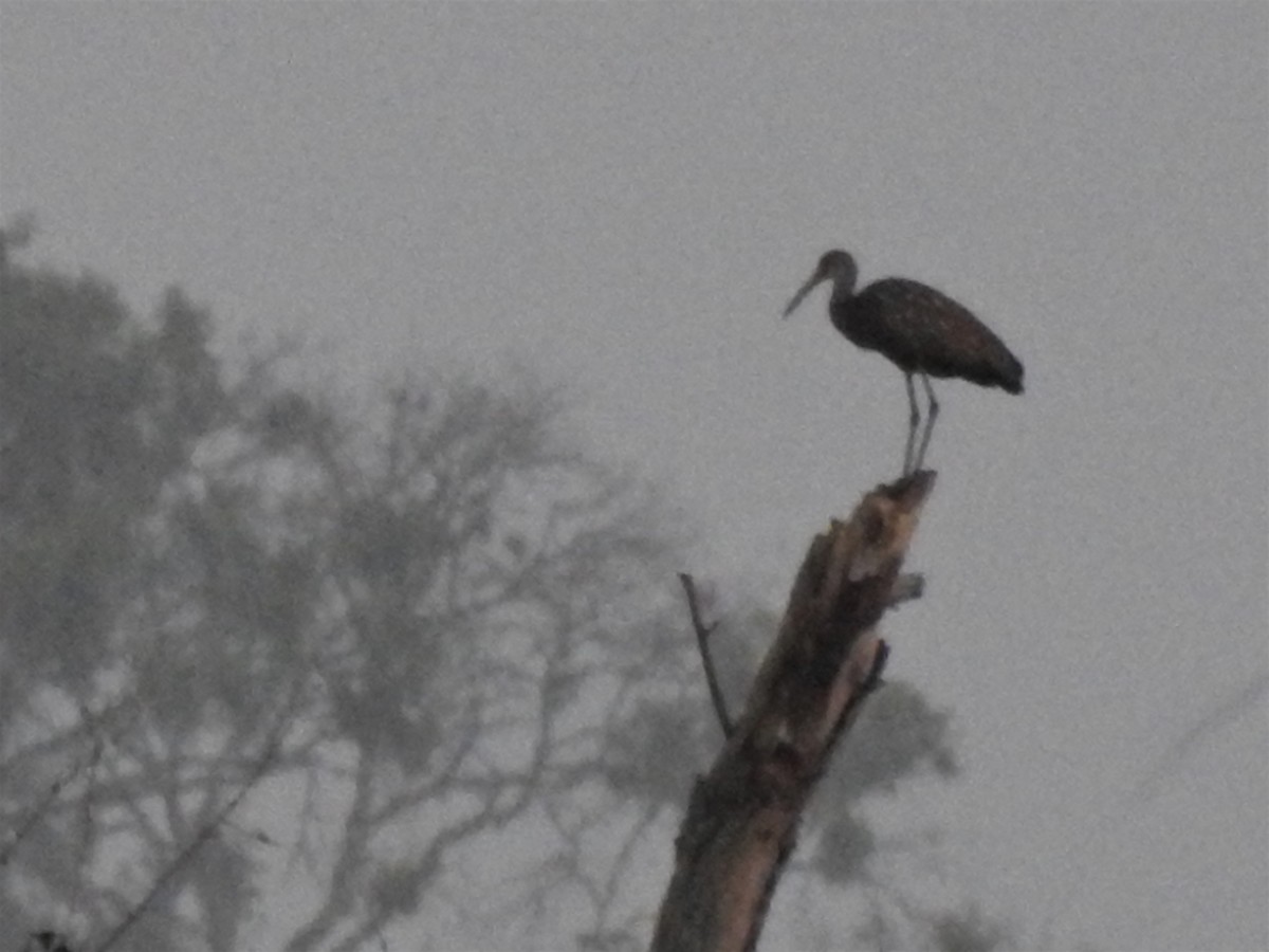 Limpkin - Denise Stephens