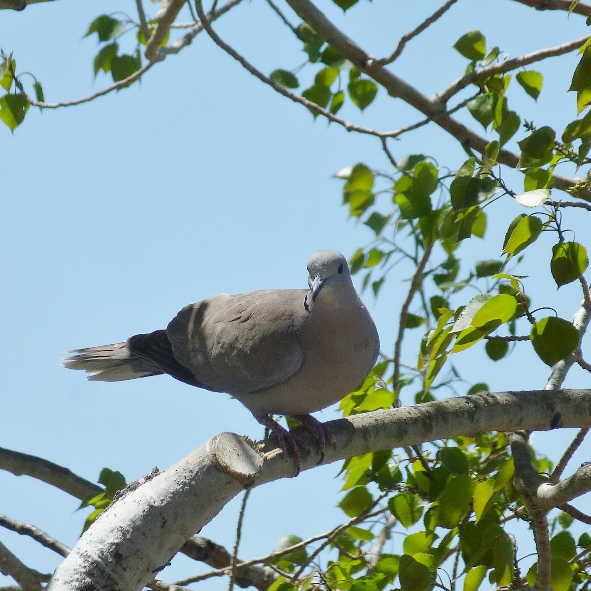 Eurasian Collared-Dove - ML339913081