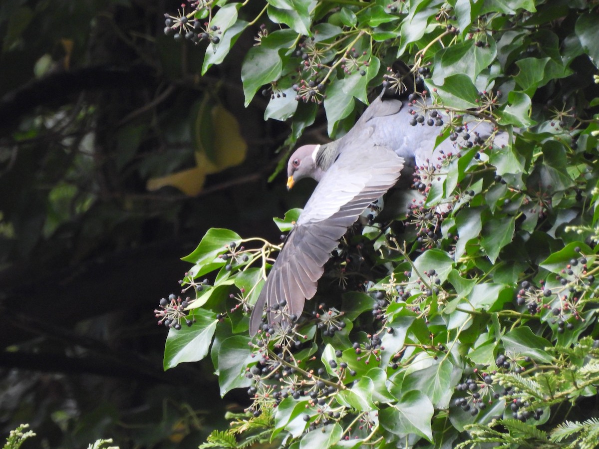 Band-tailed Pigeon - ML339913471