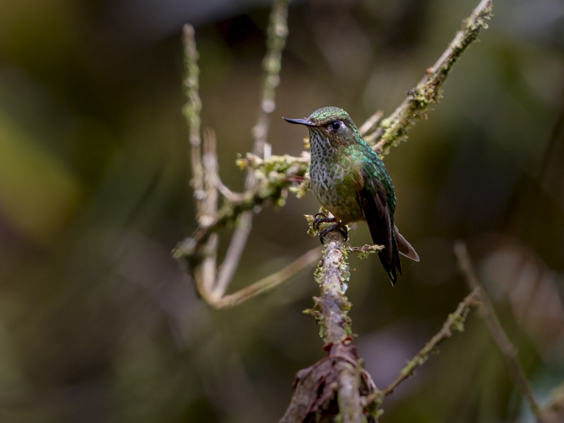 Mountain Avocetbill - Mario De Freitas