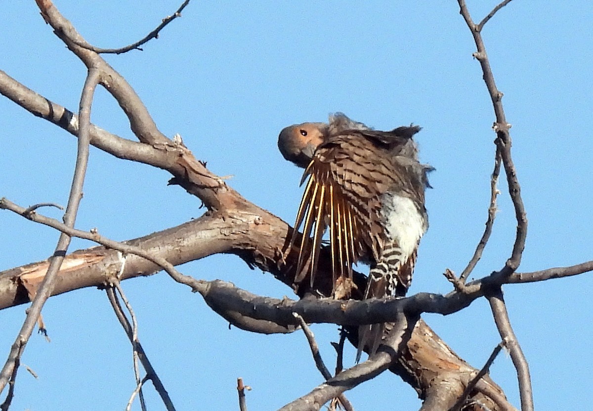 Northern Flicker (Yellow-shafted) - ML339917191