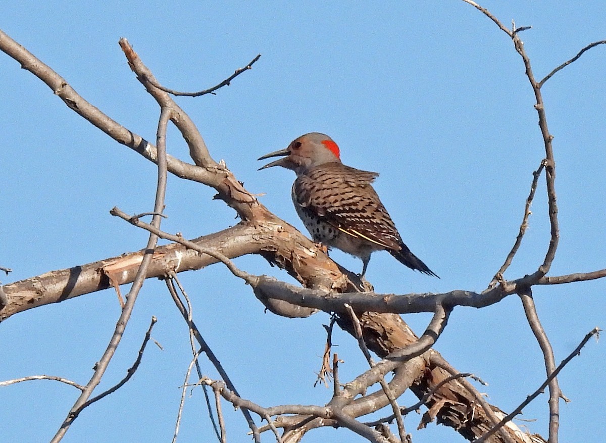 Northern Flicker (Yellow-shafted) - ML339917201
