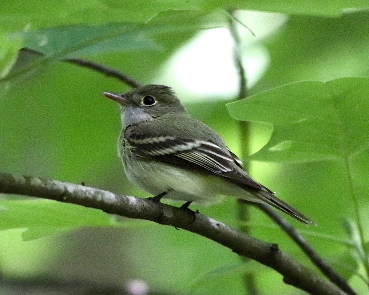 Acadian Flycatcher - ML339919381