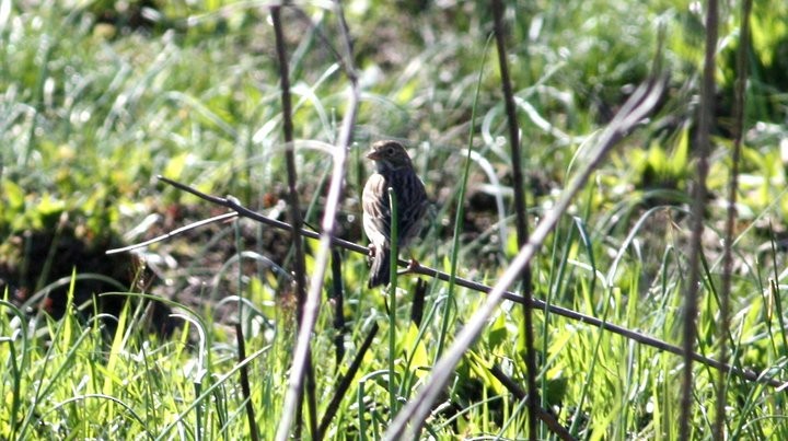 Vesper Sparrow - ML33991941