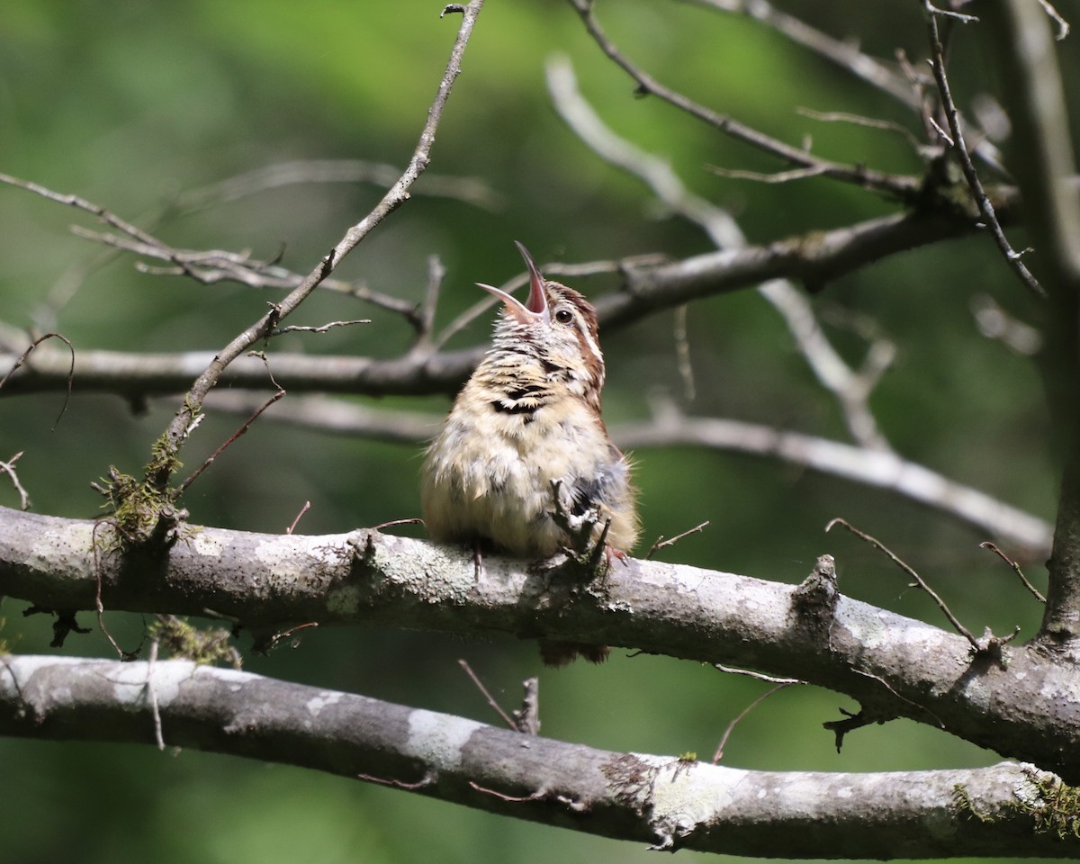 Carolina Wren - ML339919691