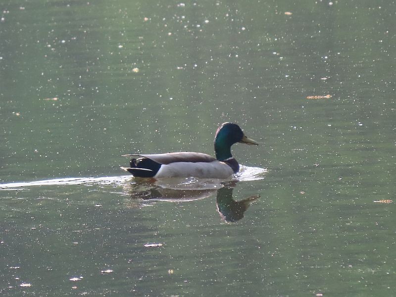 Canard colvert - ML339920811