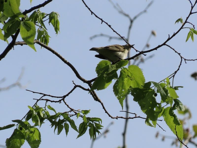 Rotaugenvireo - ML339921001