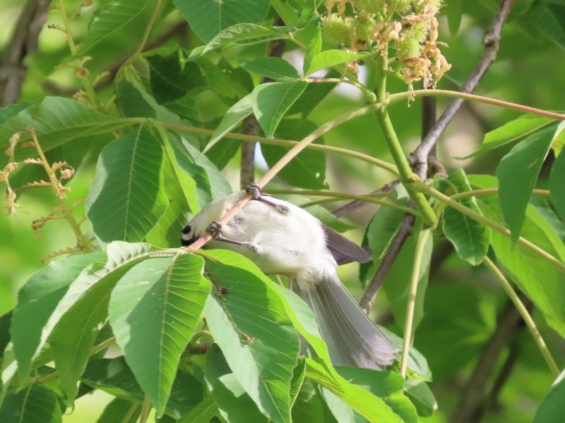 Tufted Titmouse - ML339921051