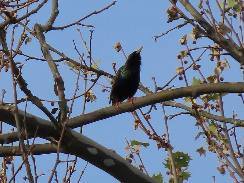 European Starling - ML339921061