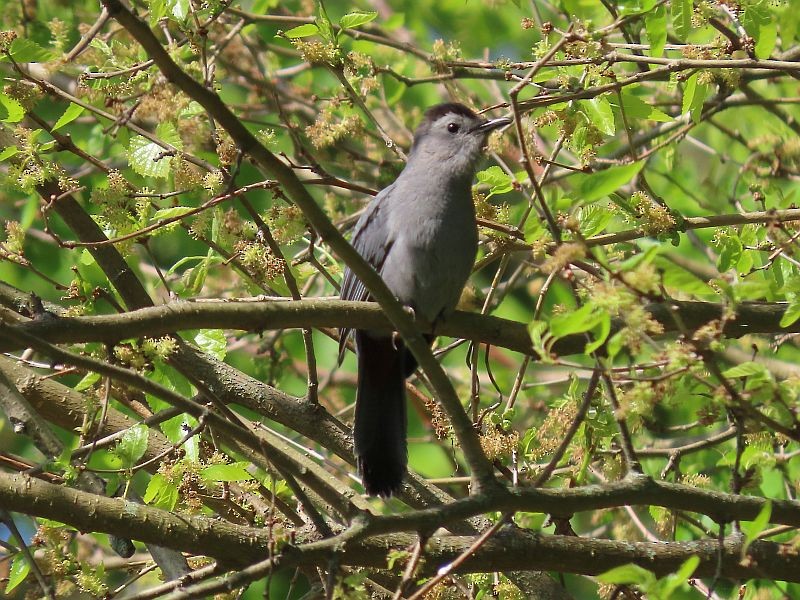 Pájaro Gato Gris - ML339921081