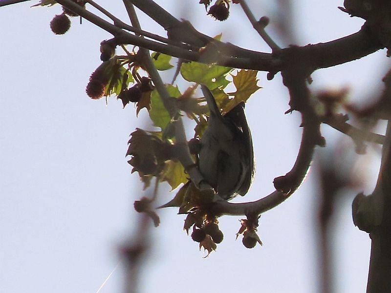Yellow-throated Warbler - ML339921161