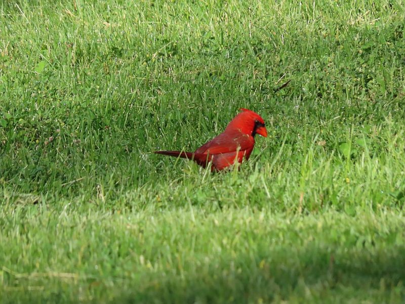 Cardinal rouge - ML339921221