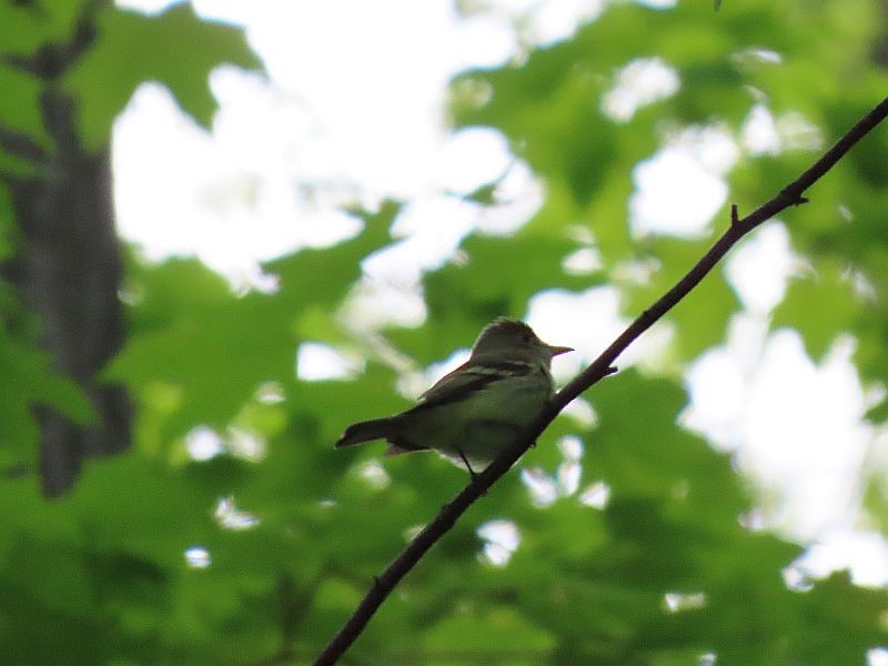 Acadian Flycatcher - ML339921321