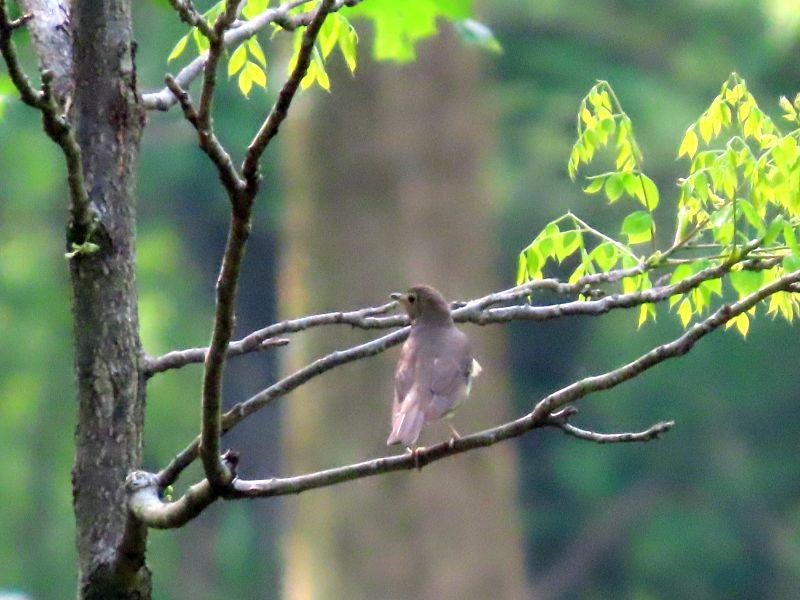 Swainson's Thrush - ML339921971