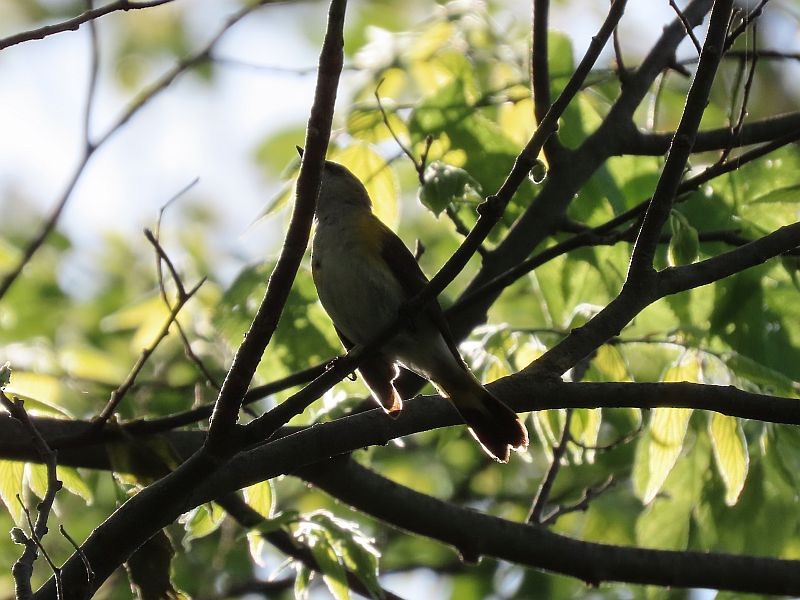 American Redstart - ML339922241