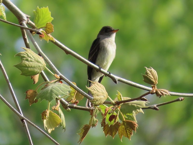 Eastern Wood-Pewee - ML339922431