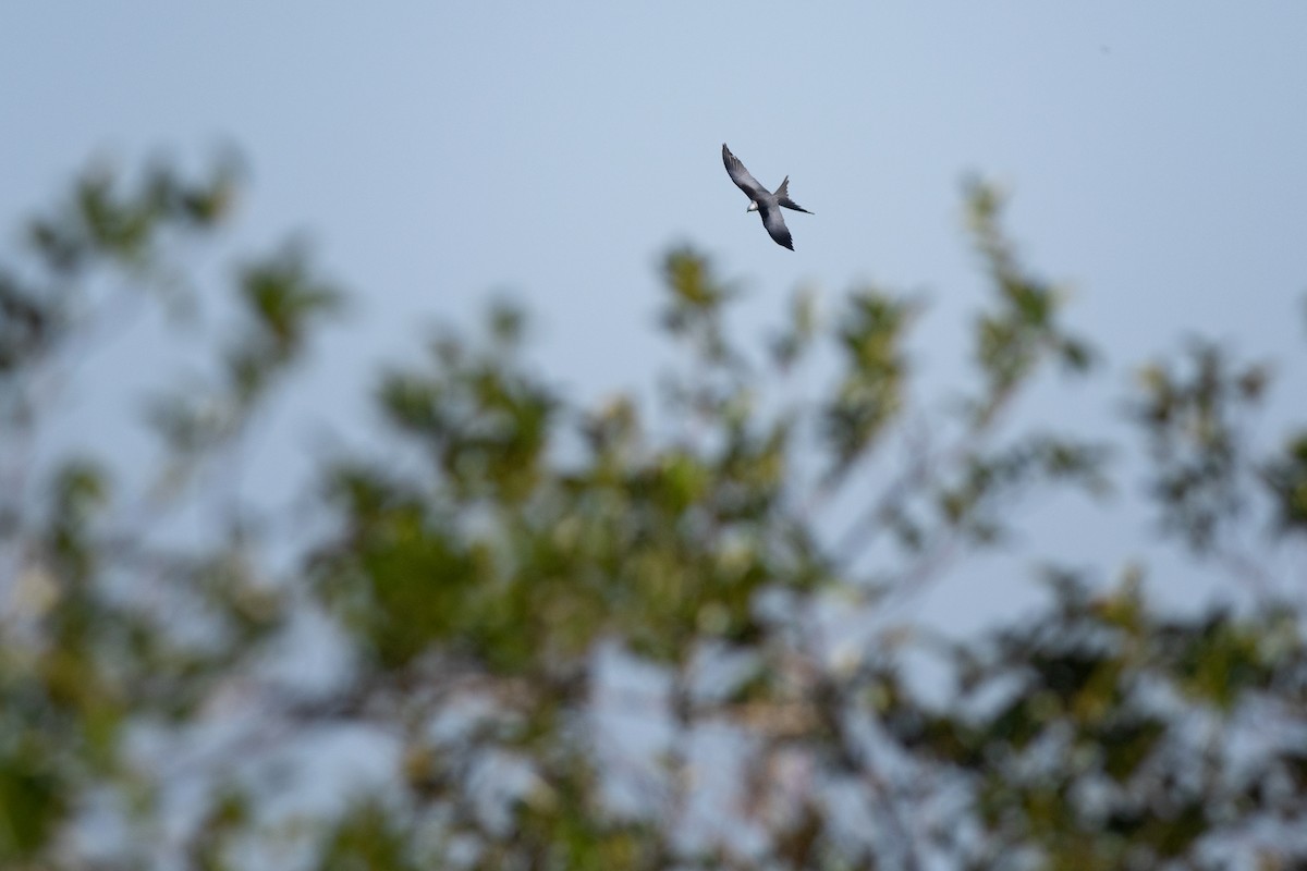 Swallow-tailed Kite - Charles Thomas