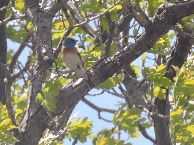 Lazuli Bunting - ML339923181