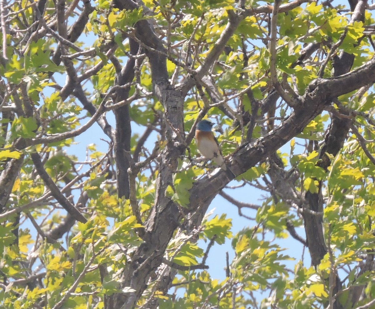 Lazuli Bunting - ML339923211