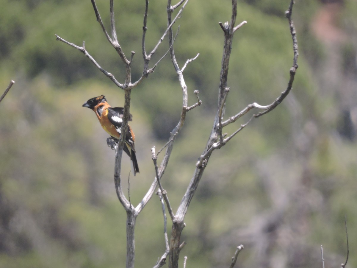 Black-headed Grosbeak - ML339923281