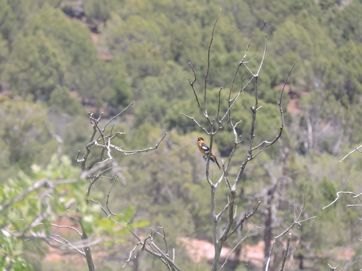 Black-headed Grosbeak - ML339923341