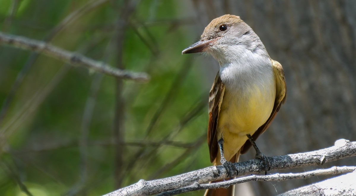 Brown-crested Flycatcher - Mike Melton