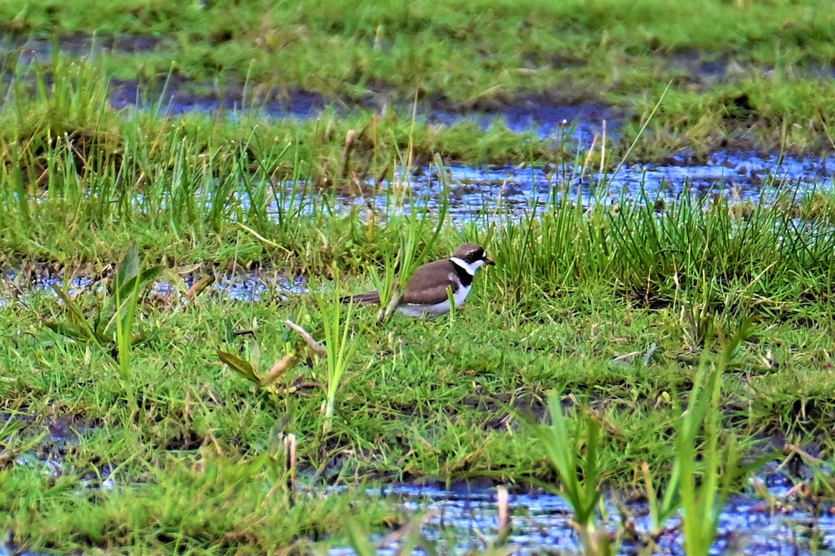 Semipalmated Plover - ML339923421