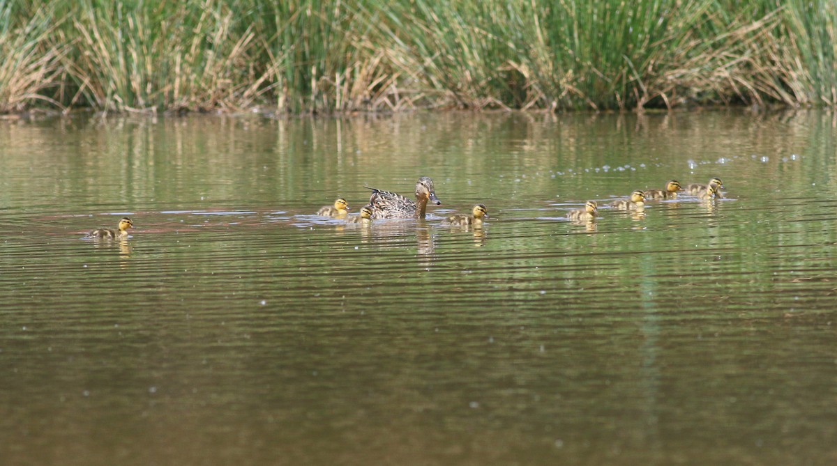 Canard colvert - ML339924361