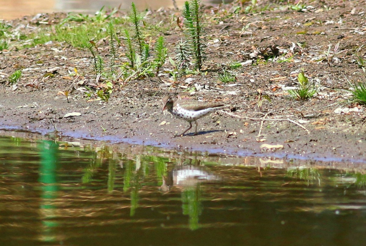 Spotted Sandpiper - ML339924821