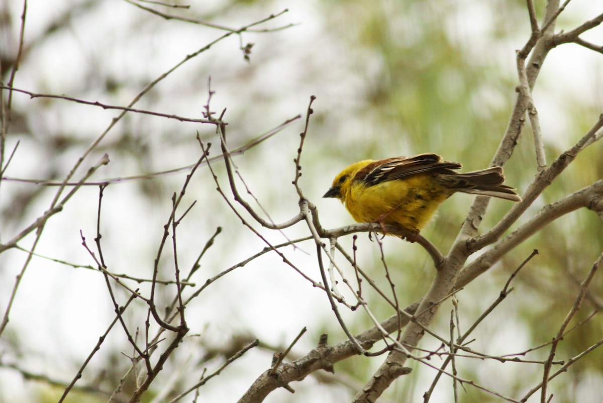 Sudan Golden Sparrow - ML339926941