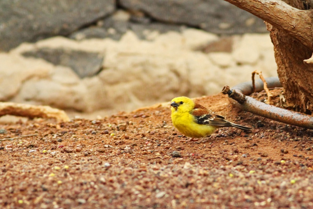 Sudan Golden Sparrow - ML339926951